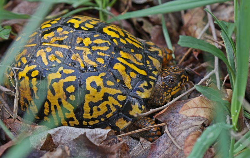 Eastern Box Turtle (adult)