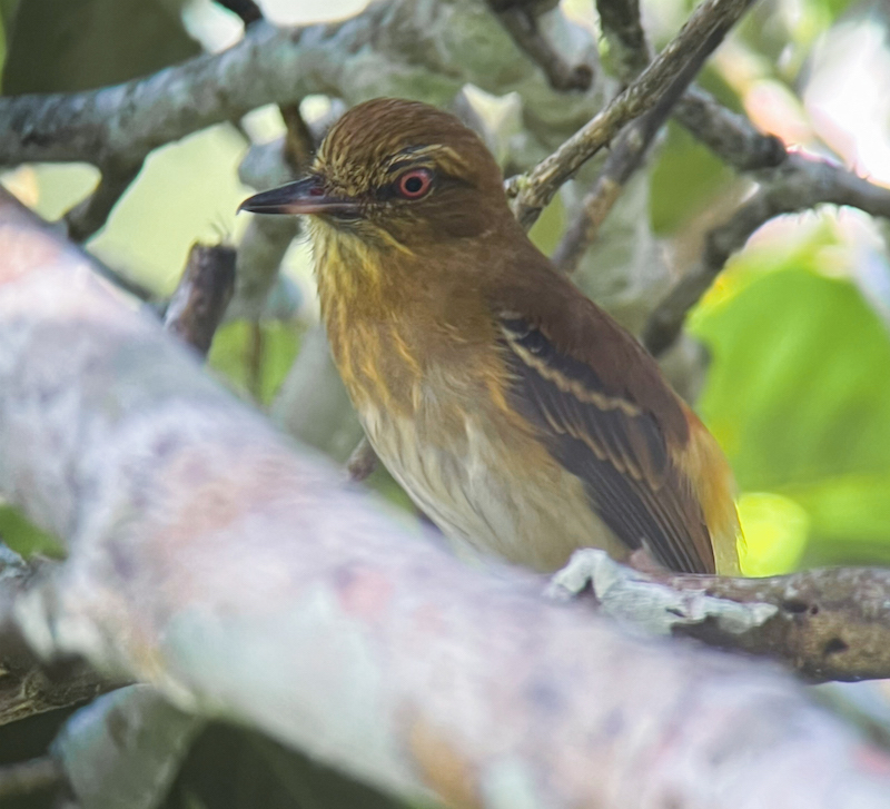 Bright-rumped Attila