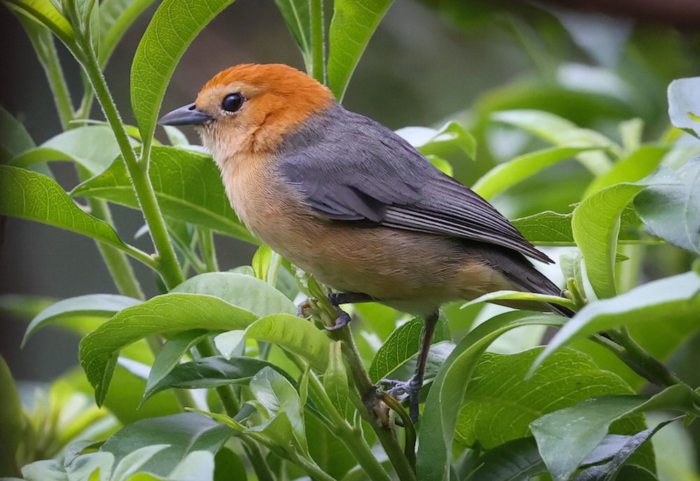 Buff-bellied Tanager