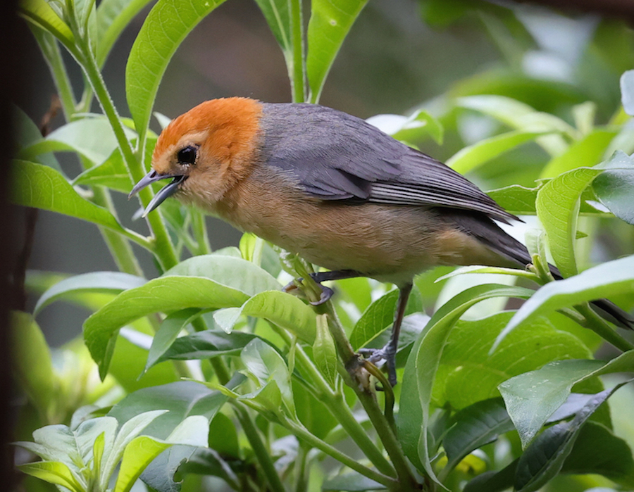 Buff-bellied Tanager