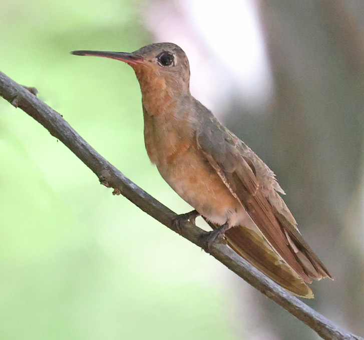 Buffy Hummingbird