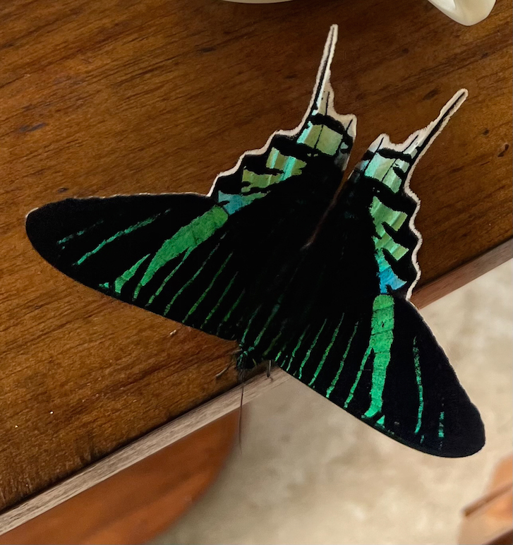 Butterfly