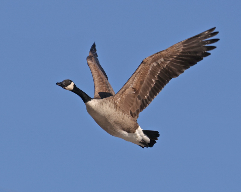 Canada Goose (in flight)