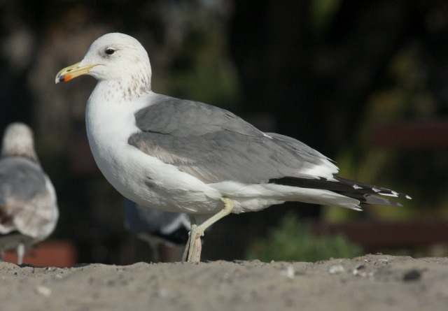 California Gull (adult)