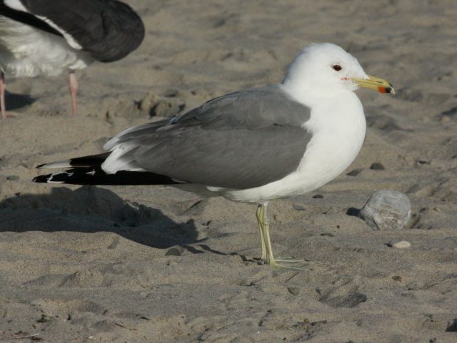 California Gull (adult)