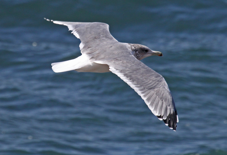 California Gull (nonbreeding adult in flight)