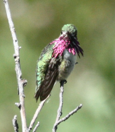 Calliope Hummingbird photo #3