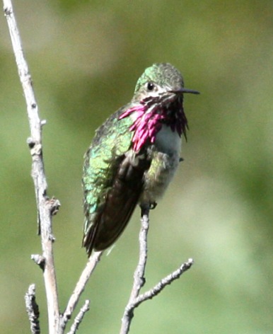 Calliope Hummingbird photo #2