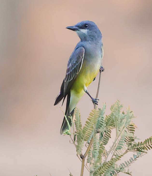 Cassin's Kingbird photo #6