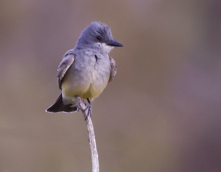 Cassin's Kingbird photo #5