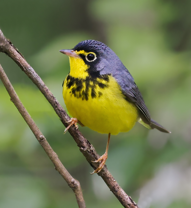 Canada Warbler
