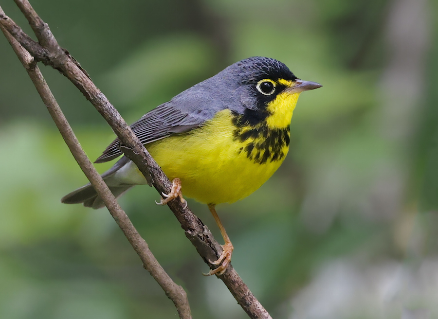 Canada Warbler