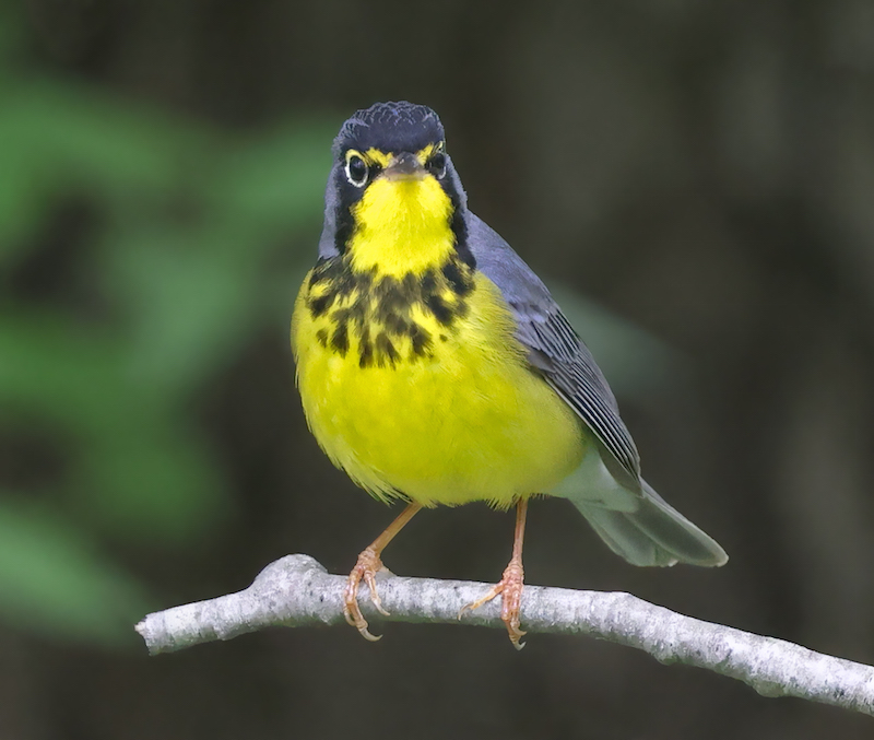 Canada Warbler