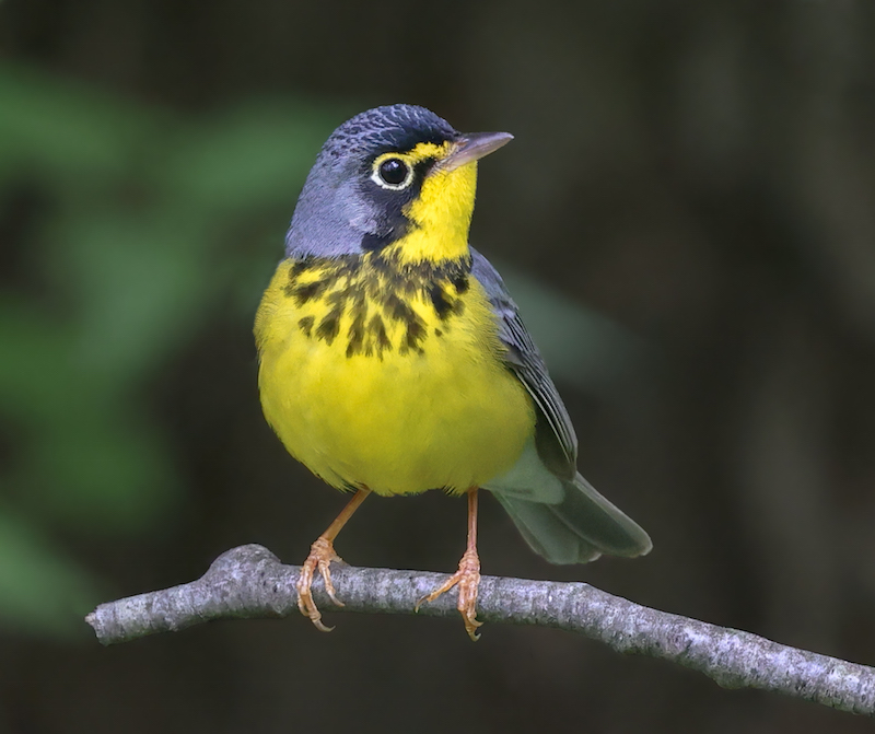 Canada Warbler