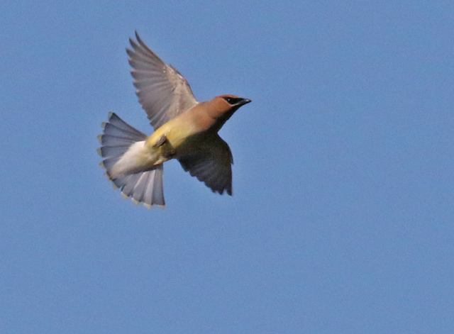Cedar Waxwing (in flight)