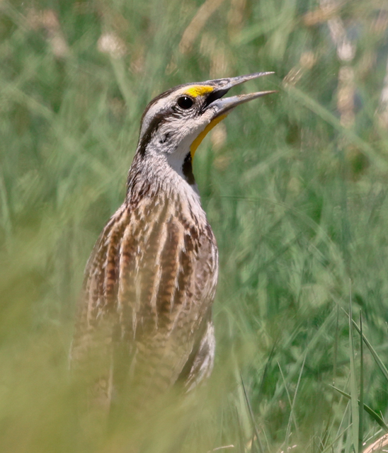 Chihuahuan Meadowlark 