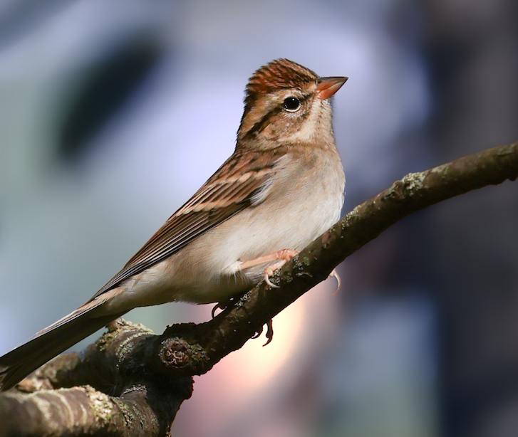 Chipping Sparrow (nonbreeding adult)