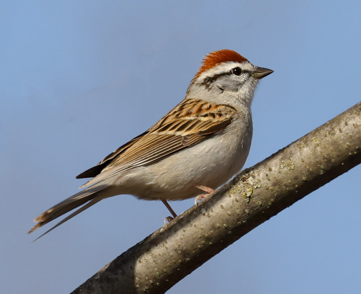 Chipping Sparrow Photo 2