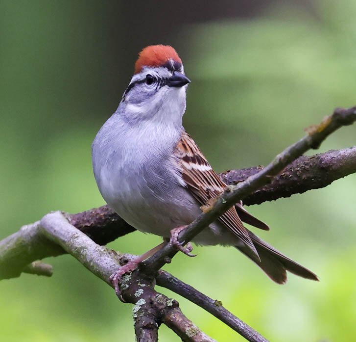 Chipping Sparrow Photo 3