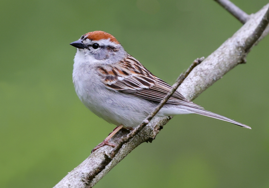 Chipping Sparrow Photo 1
