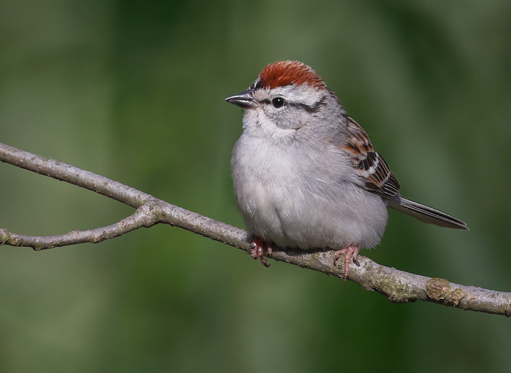Chipping Sparrow