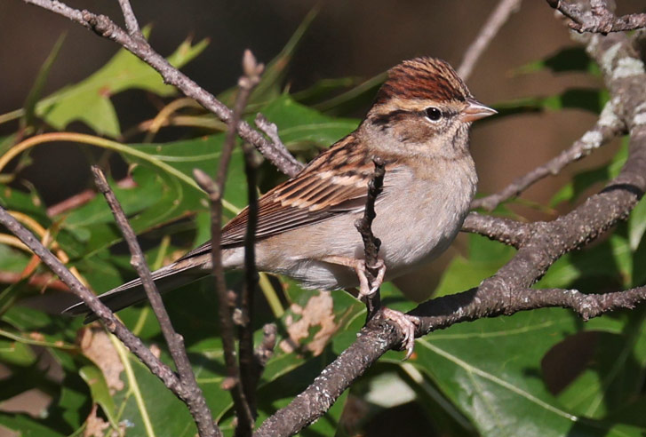 Chipping Sparrow (nonbreeding adult)