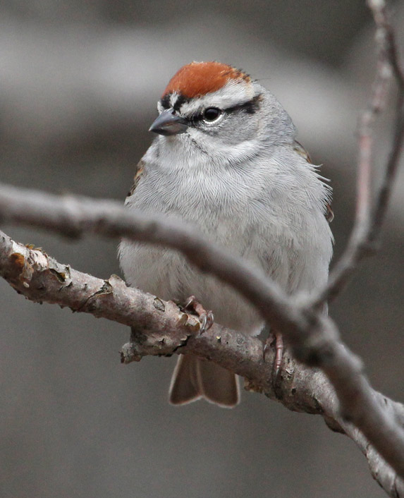 Chipping Sparrow Photo 2