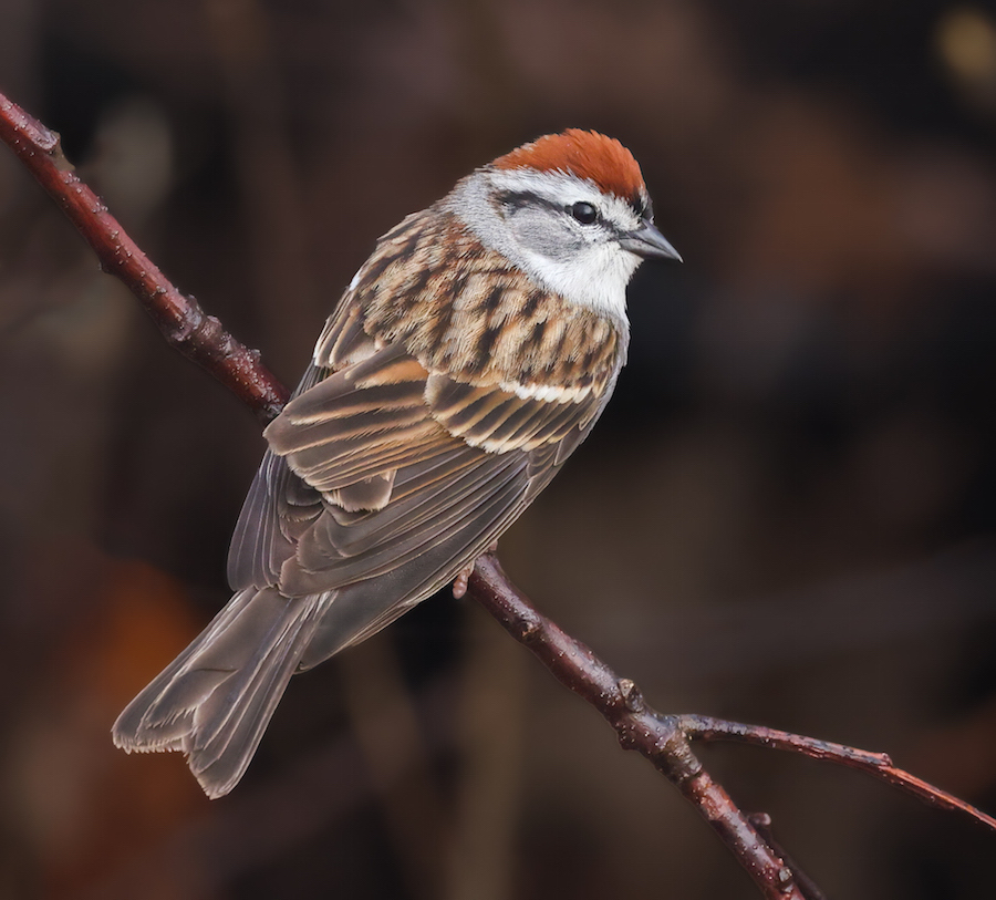 Chipping Sparrow