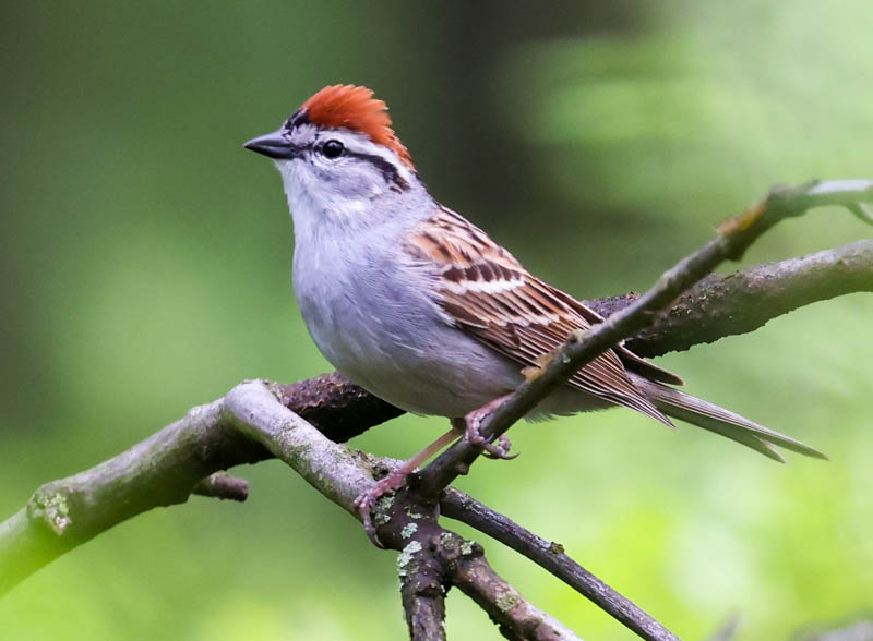 Chipping Sparrow Photo 4