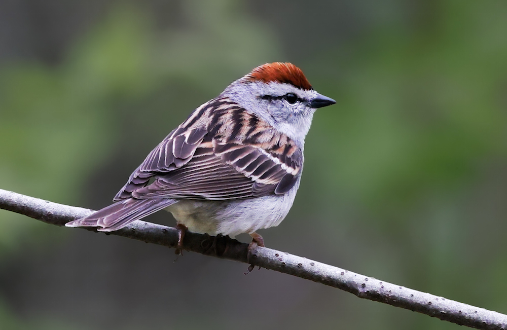Chipping Sparrow