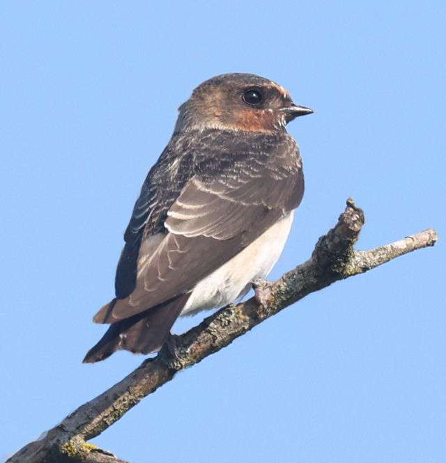 Cliff Swallow (juvenile)