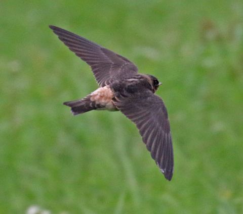 Cliff Swallow (in flight)