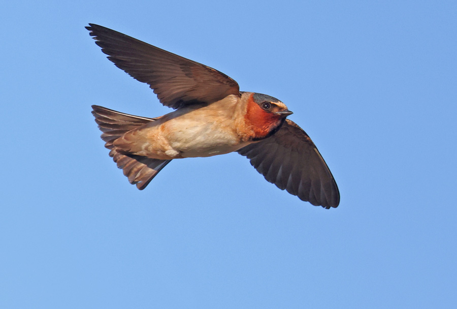 Cliff Swallow (in flight)
