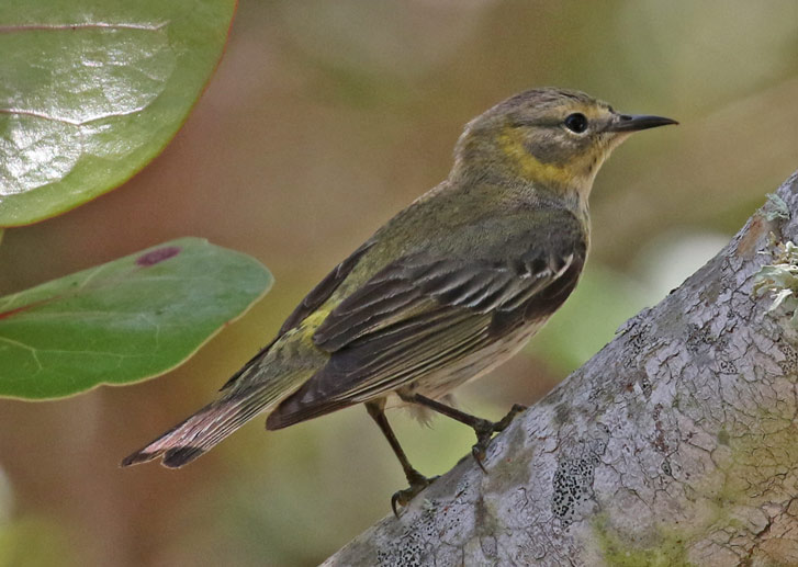 Cape May Warbler (female) photo #2