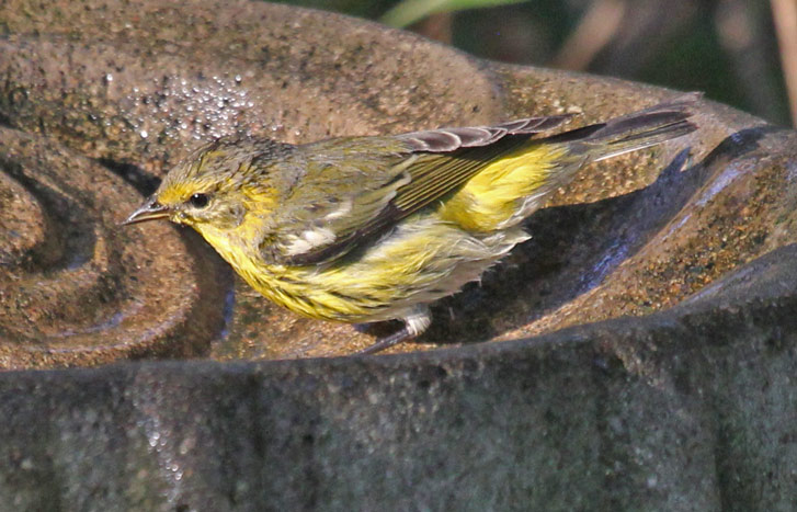 Cape May Warbler (1st fall male) photo 5