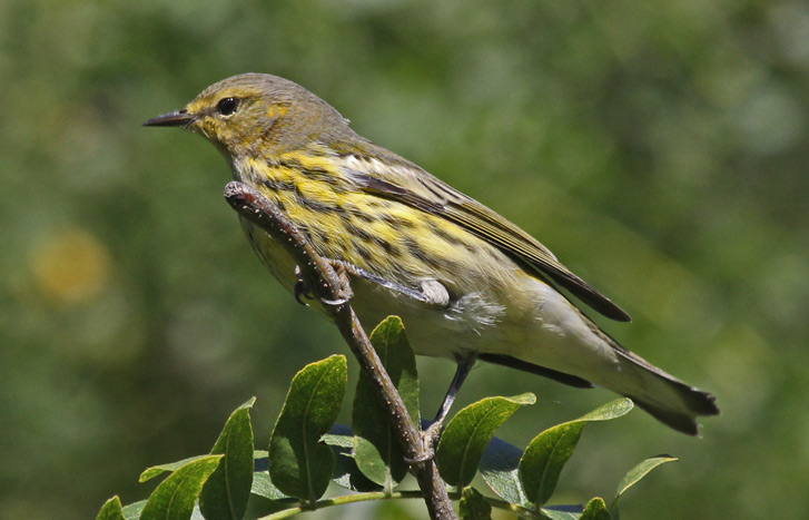 Cape May Warbler (1st fall male) photo 1