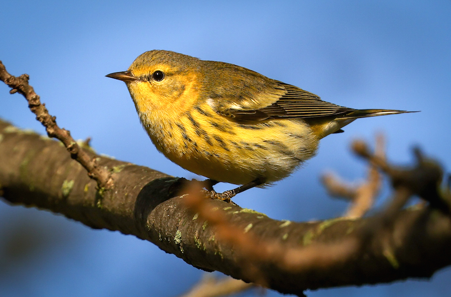 Cape May Warbler (fall adult female)