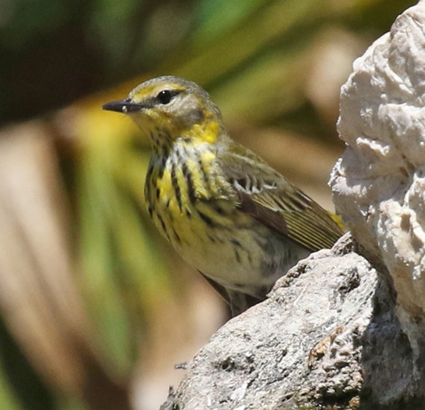 Cape May Warbler (female) photo #3