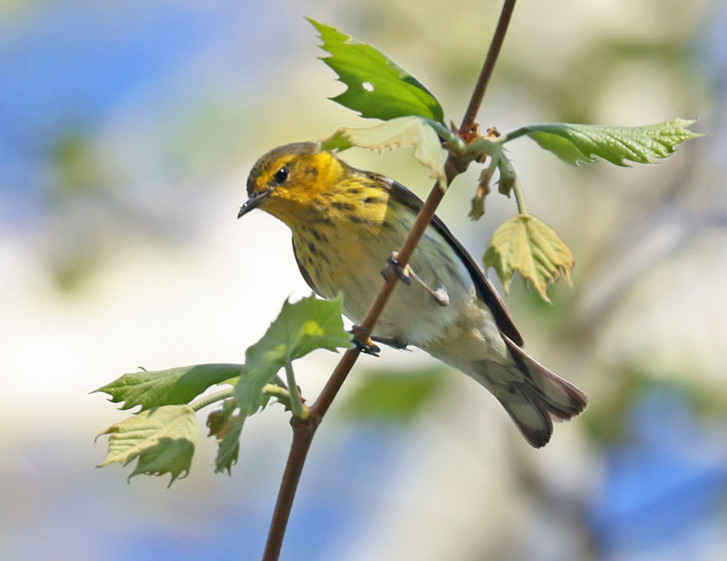 Cape May Warbler (female) photo #1