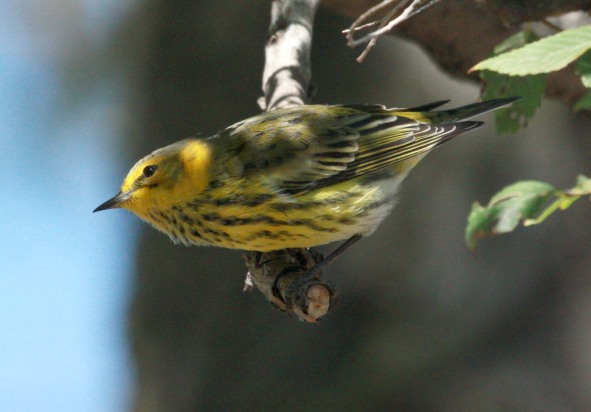 Cape May Warbler (fall adult male)
