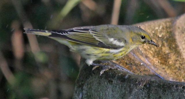 Cape May Warbler (1st fall male) photo 3