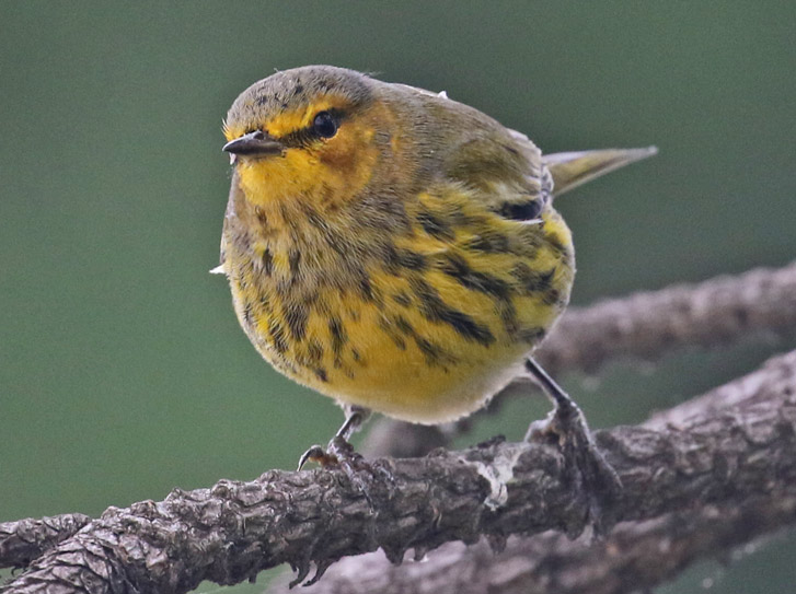 Cape May Warbler (fall adult male)