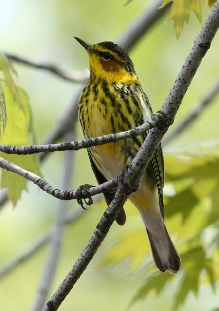 Cape May Warbler (spring male)