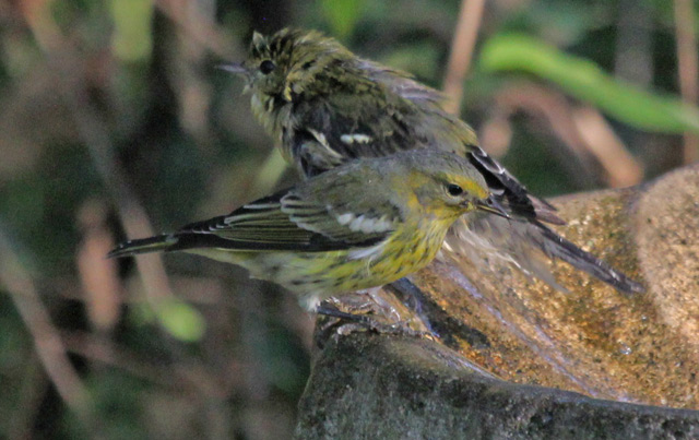 Cape May Warbler (1st fall male) photo 4