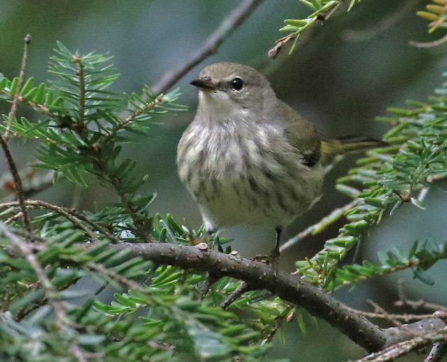 Cape May Warbler (1st fall female)