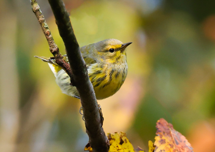 Cape May Warbler (fall adult female)