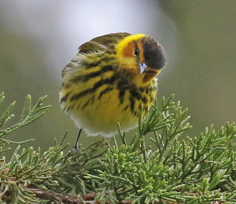 Cape May Warbler (spring male)