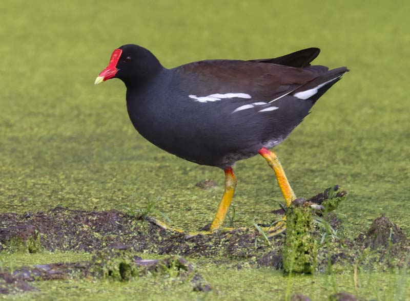 Common Gallinule