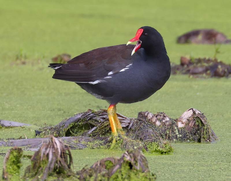Common Gallinule
