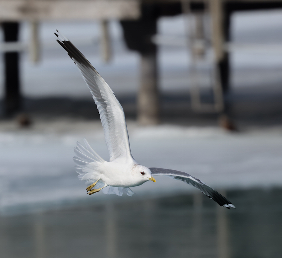Common Gull
